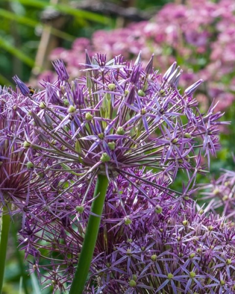 Allium christophii.jpg